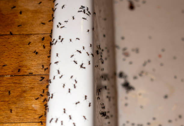Pest Prevention Services in East Stroudsburg, PA