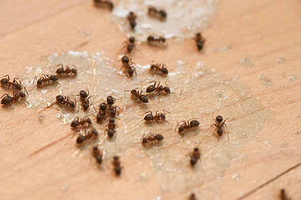 Professional Pest Control in East Stroudsburg, PA