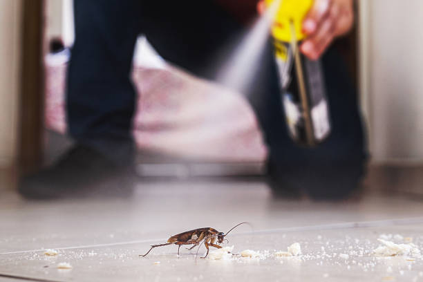 Best Flea Control Services  in East Stroudsburg, PA